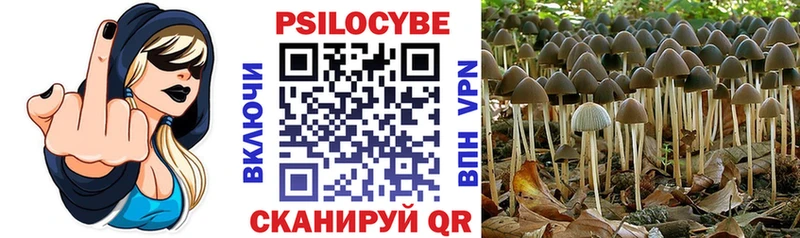 купить наркотик  Новоузенск  Псилоцибиновые грибы Psilocybe 